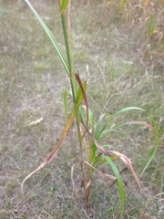 Miscanthus sacchariflorus