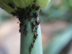 Neotoxoptera formosana
