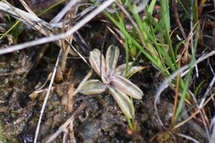 Pinguicula lusitanica