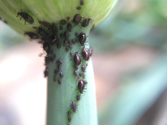 Neotoxoptera formosana