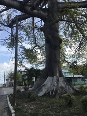 Ceiba pentandra