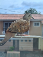Columbina talpacoti