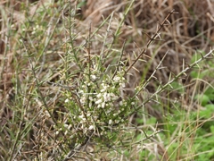 Colletieae