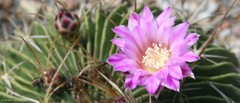 Echinofossulocactus lamellosus