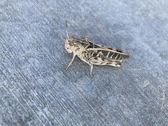 Hippiscus ocelote