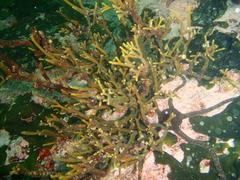 Bifurcariopsis capensis