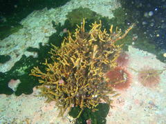 Bifurcariopsis capensis