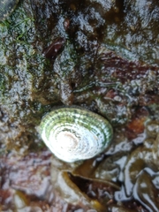 Siphonaria lessonii