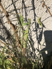 Mantis religiosa