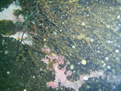 Brassicophycus sisymbrioides