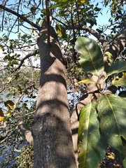 Ficus lutea