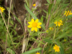 Eriophyllinae