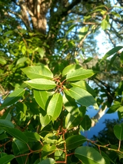 Salix tetrasperma