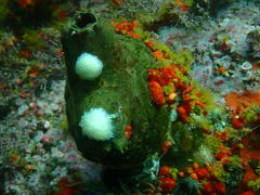 Pyura stolonifera
