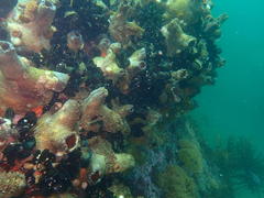 Pyura stolonifera