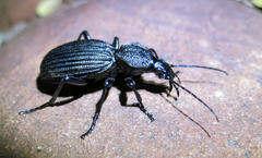 Tefflus meyerlei delegorguei