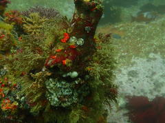 Pyura stolonifera