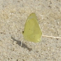 Abaeis mexicana
