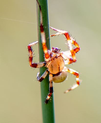 Araneus quadratus