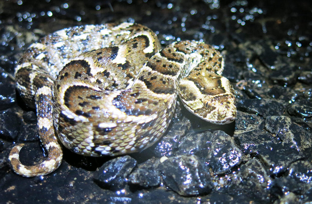 Puff Adder