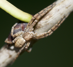 Philodromus cespitum