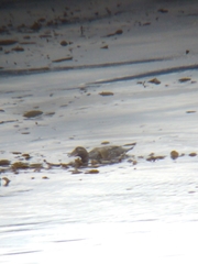 Tachyeres patachonicus