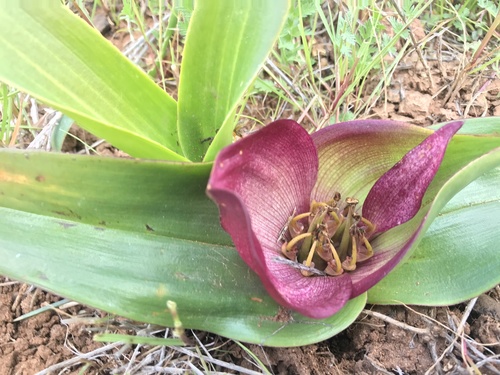 Colchicum burchellii
