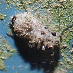 Psocus leidyi