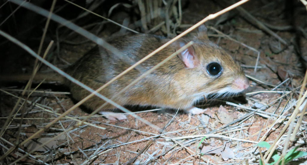 Hairy-footed Gerbils