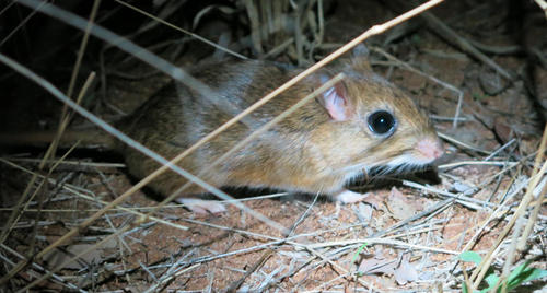 Bushveld Gerbil