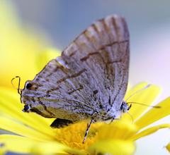 Hypolycaena philippus philippus