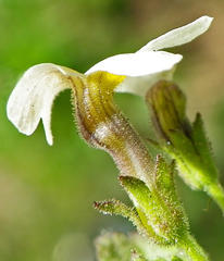 Scrophulariaceae