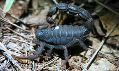 Parabuthus transvaalicus