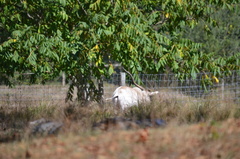 Addax nasomaculatus