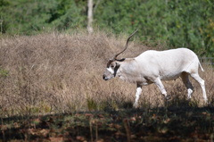 Addax nasomaculatus