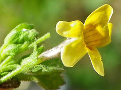 Scrophulariaceae
