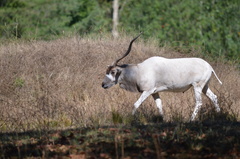 Addax nasomaculatus