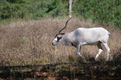 Addax nasomaculatus