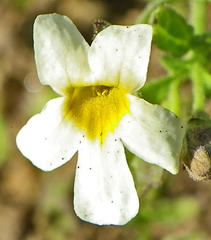 Scrophulariaceae