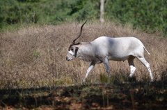 Addax nasomaculatus