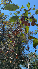 Malus