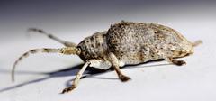 Crossotus stypticus