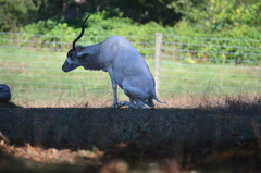 Addax nasomaculatus