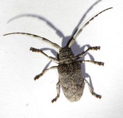 Crossotus stypticus