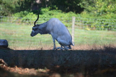 Addax nasomaculatus