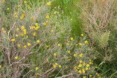 Osteospermum spinosum