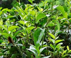 Jasminum multipartitum