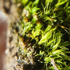 Physcomitrium patens