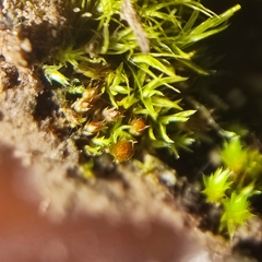 Physcomitrium patens