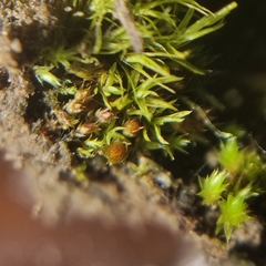 Physcomitrium patens